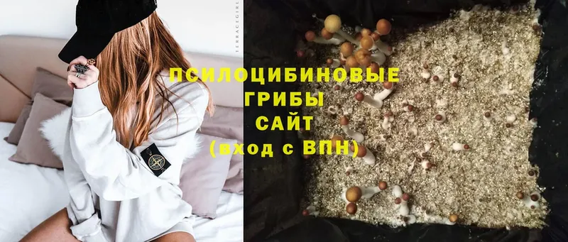 купить наркоту  Сергач  omg ТОР  Галлюциногенные грибы Psilocybine cubensis 